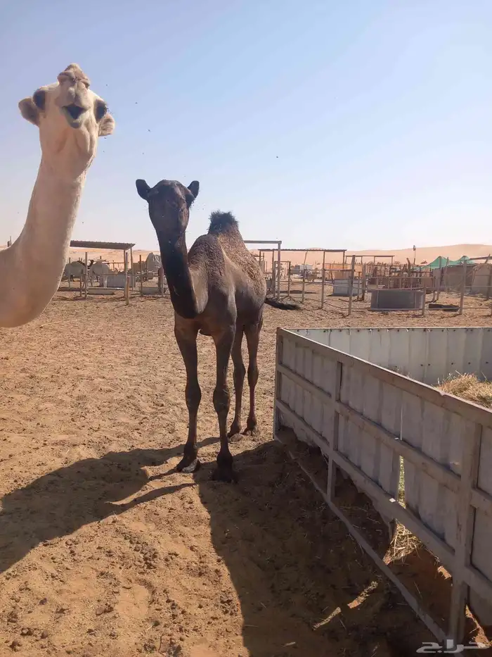 حشوان مفاريد 3