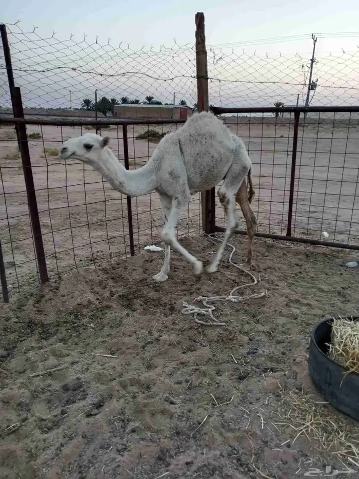 بكره حقه وقعود لباني عمره ست شهور للبيع 4