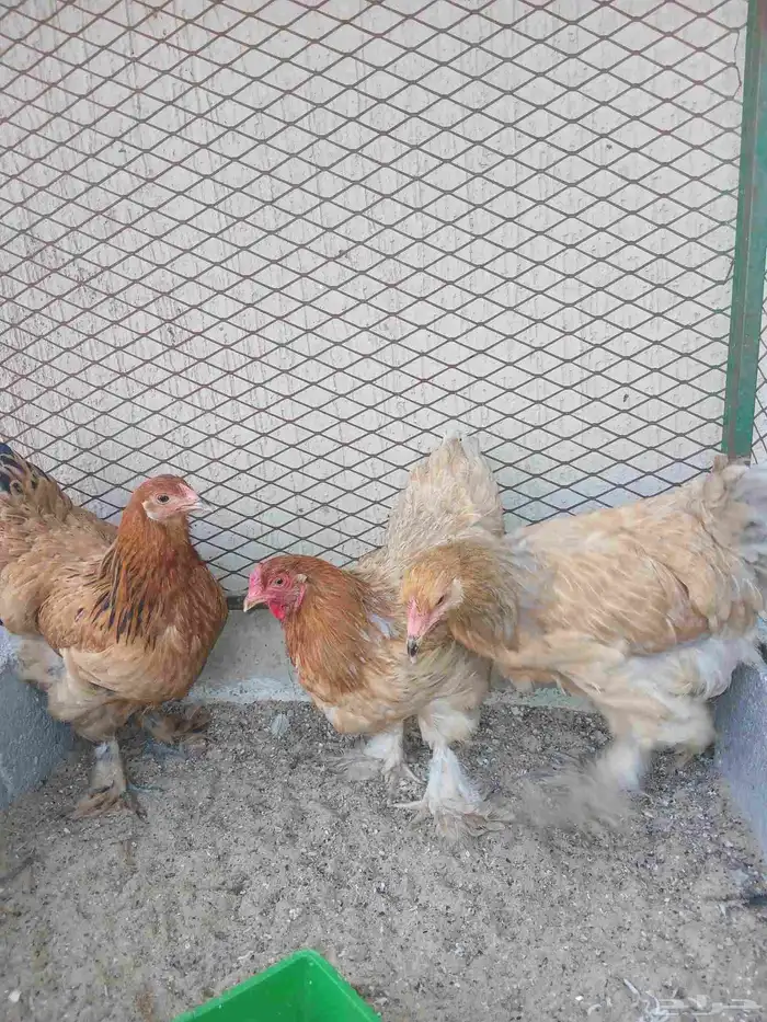 دجاج براهما مستوى وحجم جامبو 1