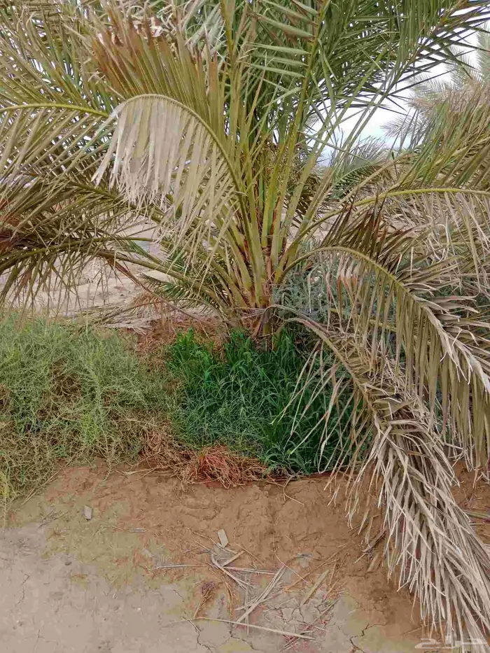 نخل صقعي العدد150 0