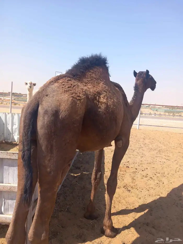 حشوان مفاريد 1