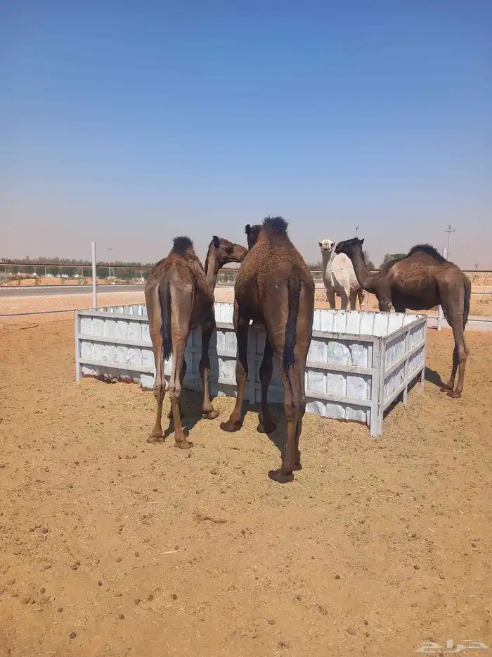 حشوان مفاريد 7