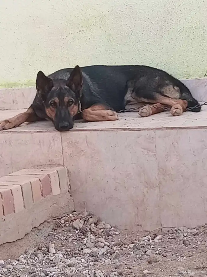 جيرمن شيبرد سيبل german shepherd sable 5