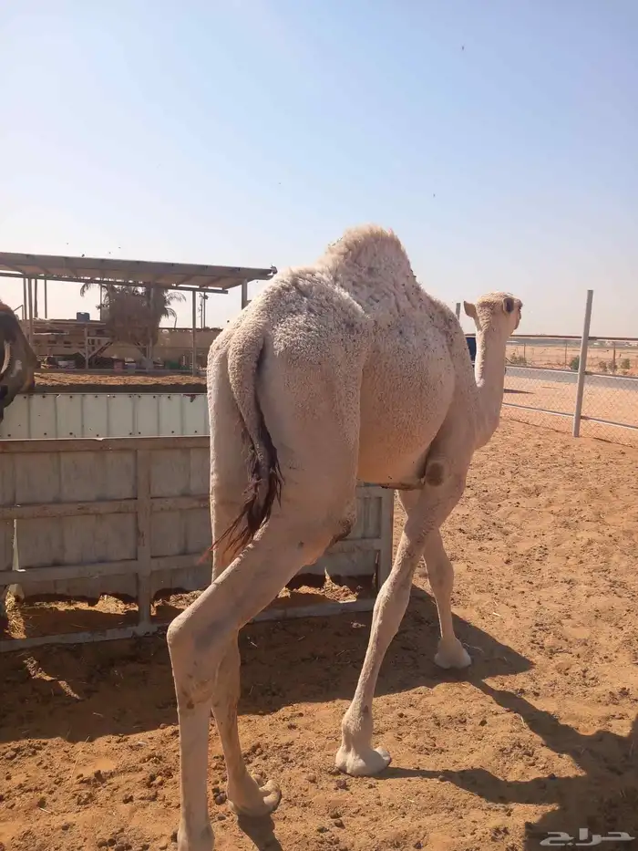 حشوان مفاريد 2