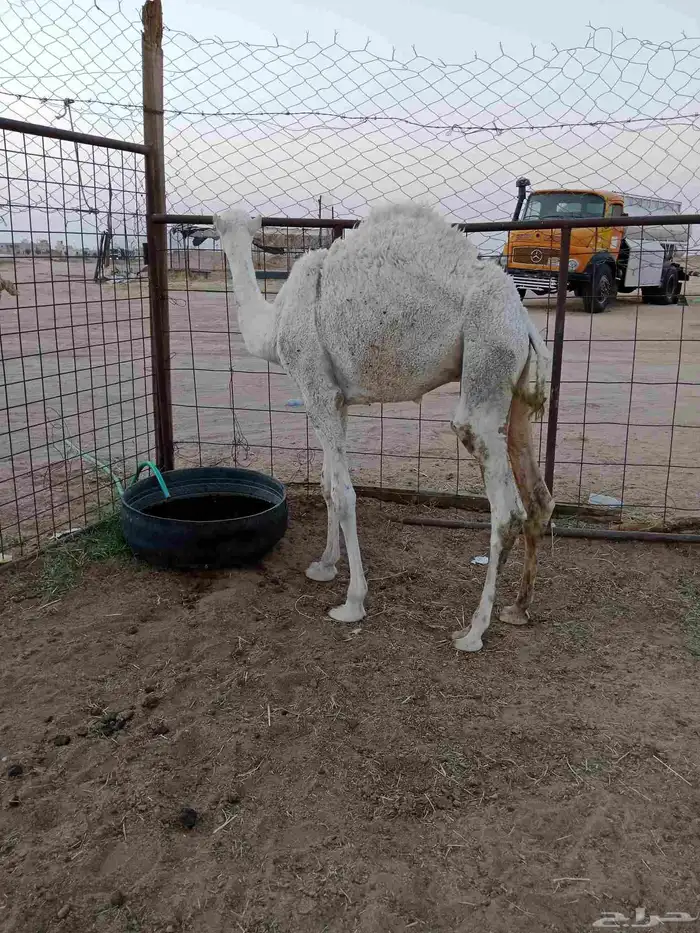 بكره حقه وقعود لباني عمره ست شهور للبيع 5