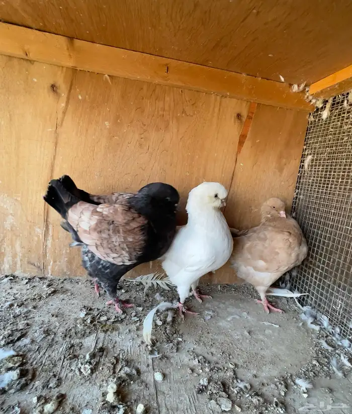 حمام كنق مودينا 3