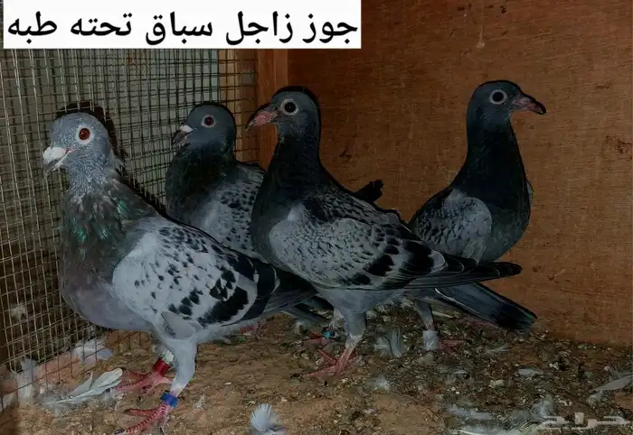 مجموعة زواجل متنوعة زينة وسباق 0