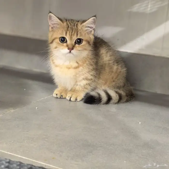 انثى برتش قولد منشكن British Female Gold Minchkin(تم البيع) 1