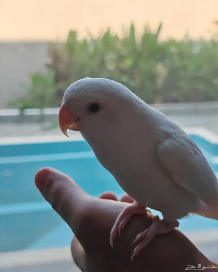 روز ألبينو عيون حمر أليف 1