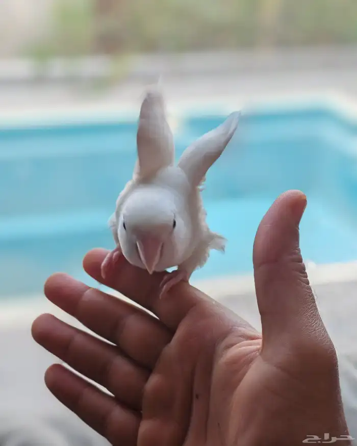 روز ألبينو عيون حمر أليف 3