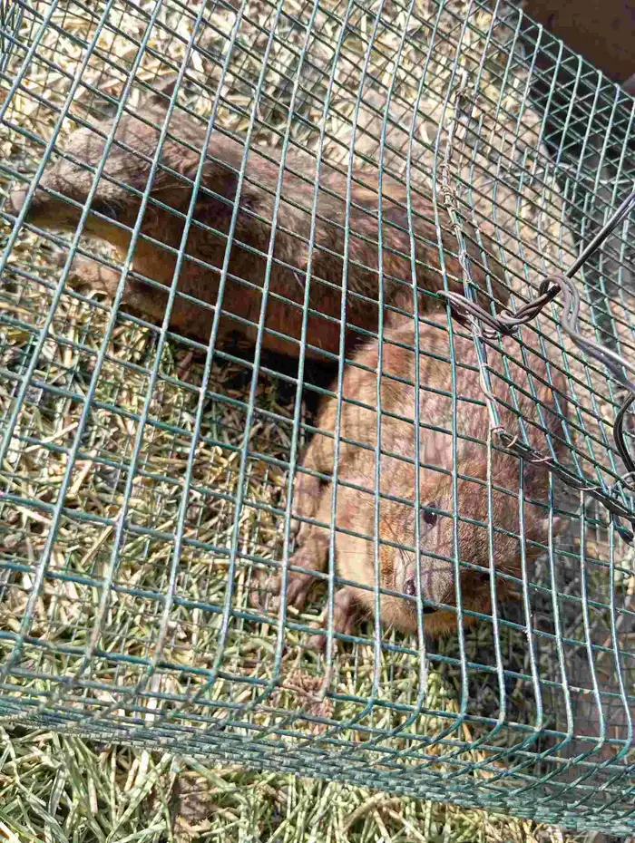 و ب ر للبيع 0