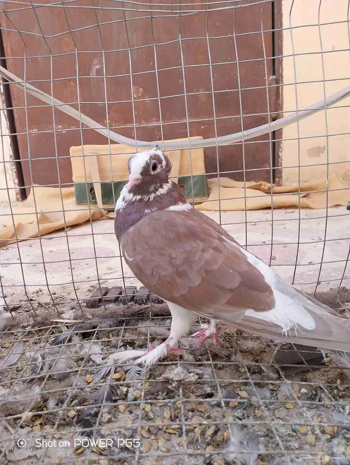 حمام لابيع 6