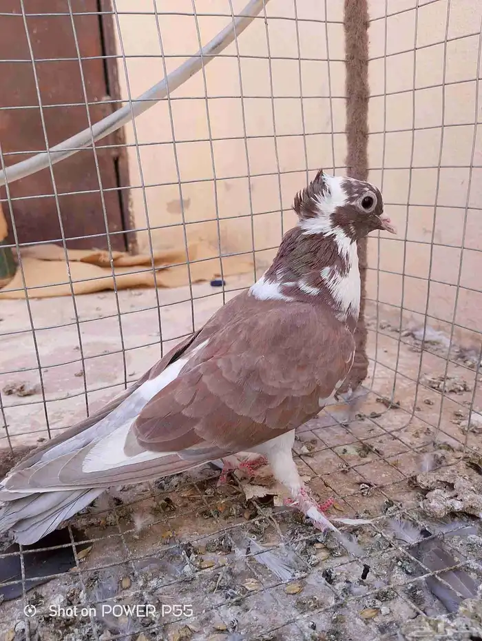 حمام لابيع 3