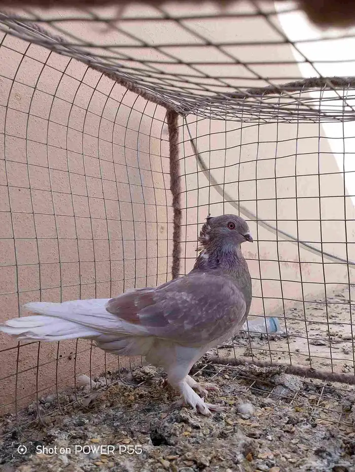 حمام لابيع 7