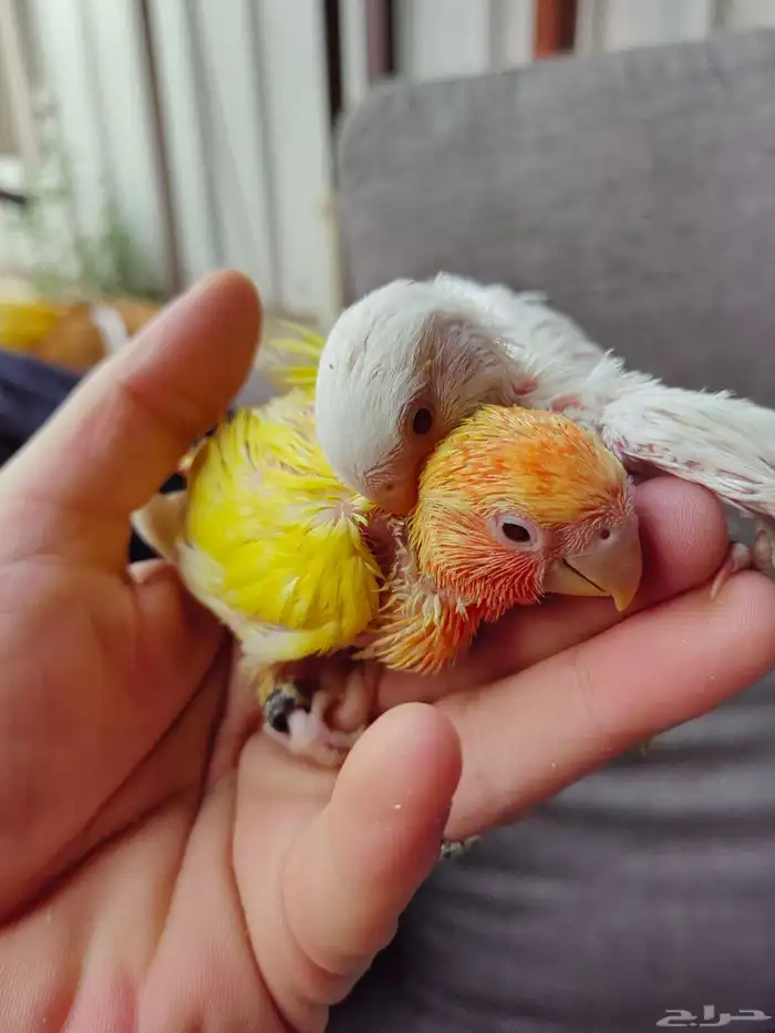 فروخ روز غر 0