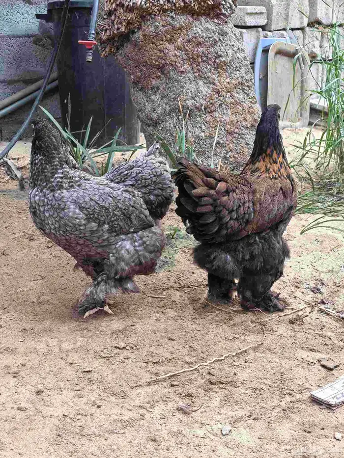 دجاج براهما 1