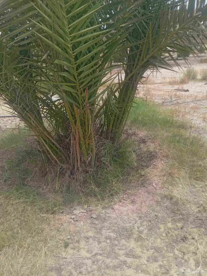 جميع انواع النخيل العربي ولواشنطني وفسايل خلاص 11