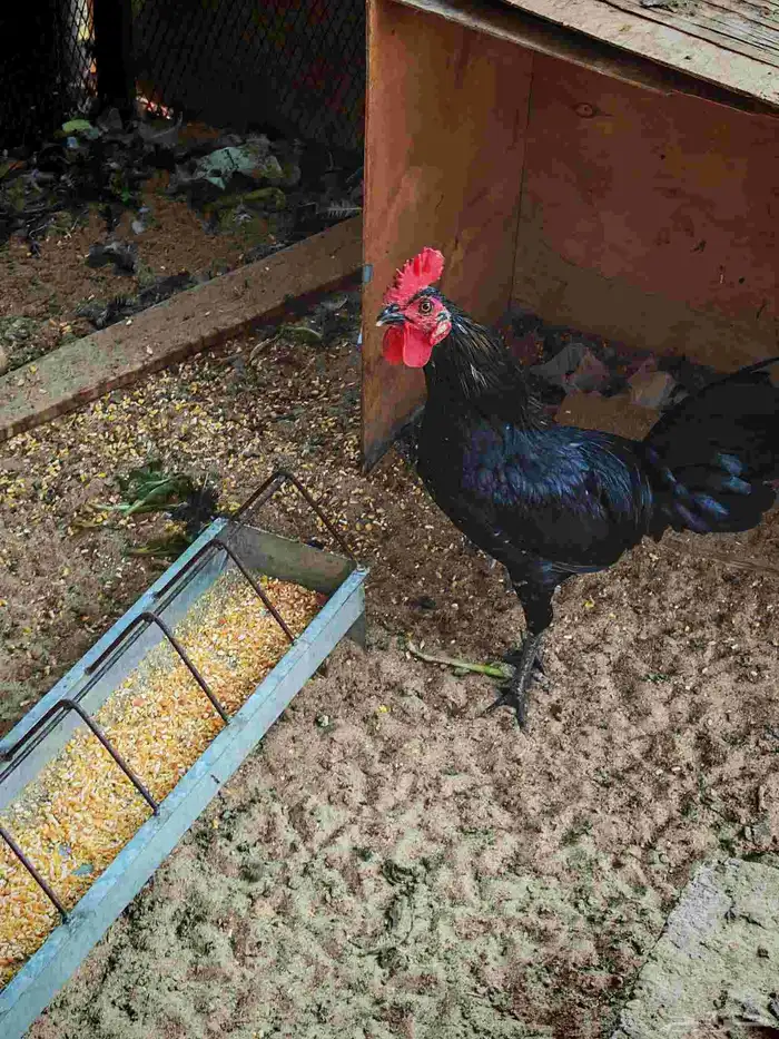 ديك بلدي عرف افرق الوان مثل ماهو موضح بصورة انتاج المزرعة 4