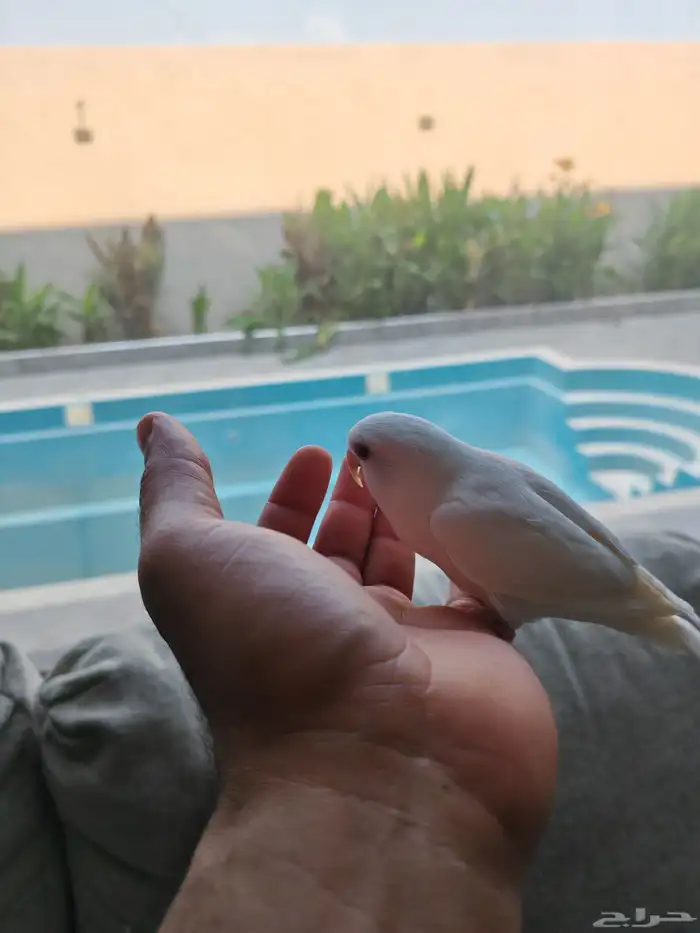 روز ألبينو عيون حمر أليف 2