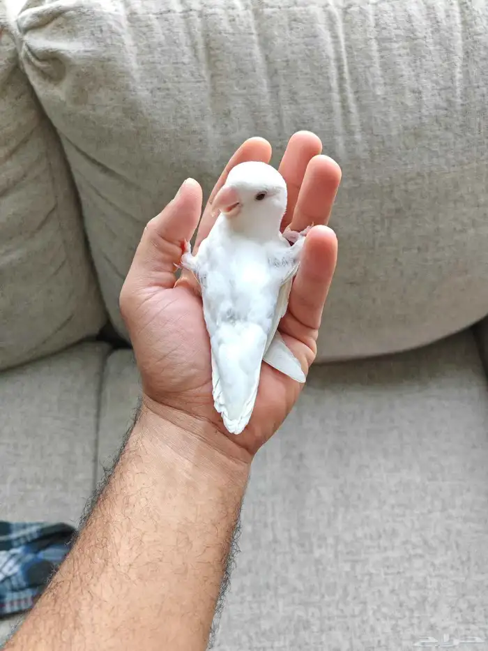 روز ألبينو عيون حمر أليف 0