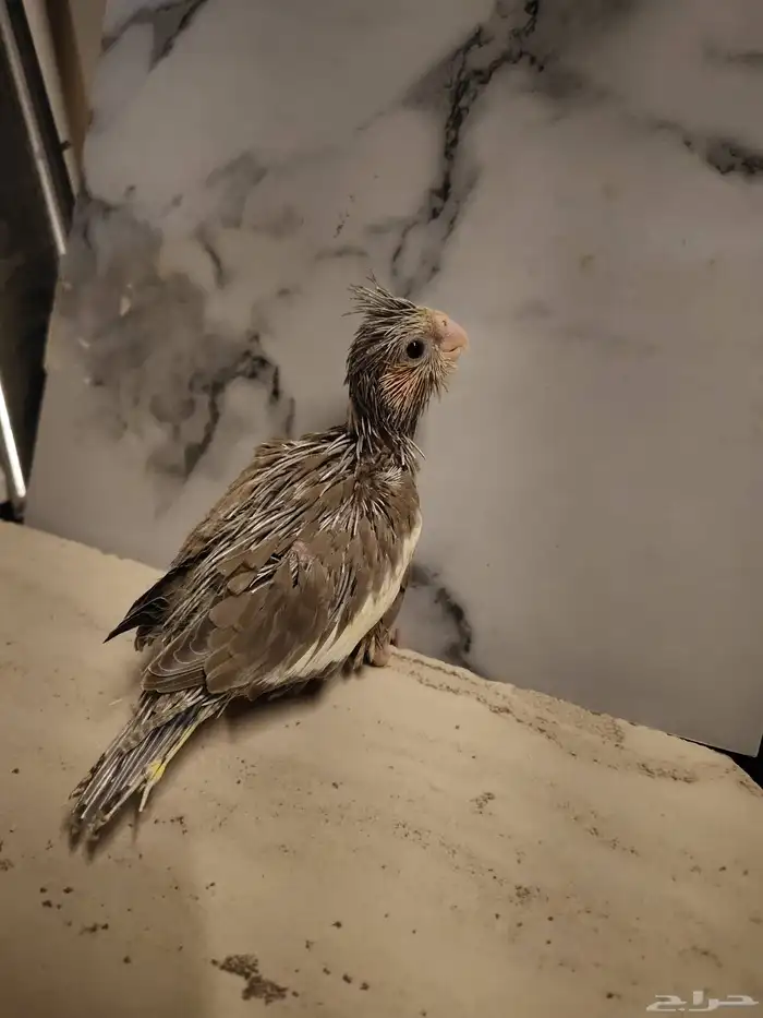 فرخ كروان.جاهز لتدريب 0