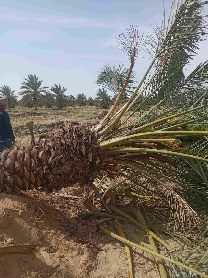 جميع انواع النخيل العربي ولواشنطني وفسايل خلاص 21