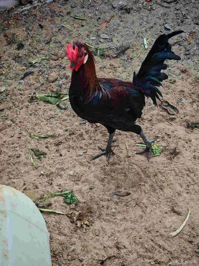 ديك بلدي عرف افرق الوان مثل ماهو موضح بصورة انتاج المزرعة 1