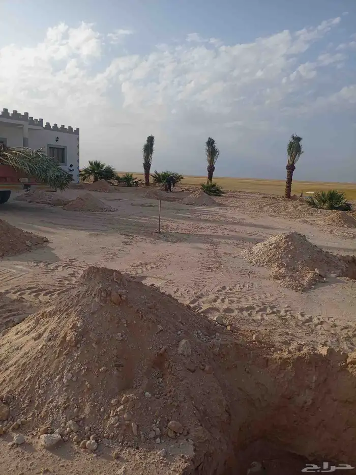 جميع انواع النخيل العربي ولواشنطني وفسايل خلاص 17