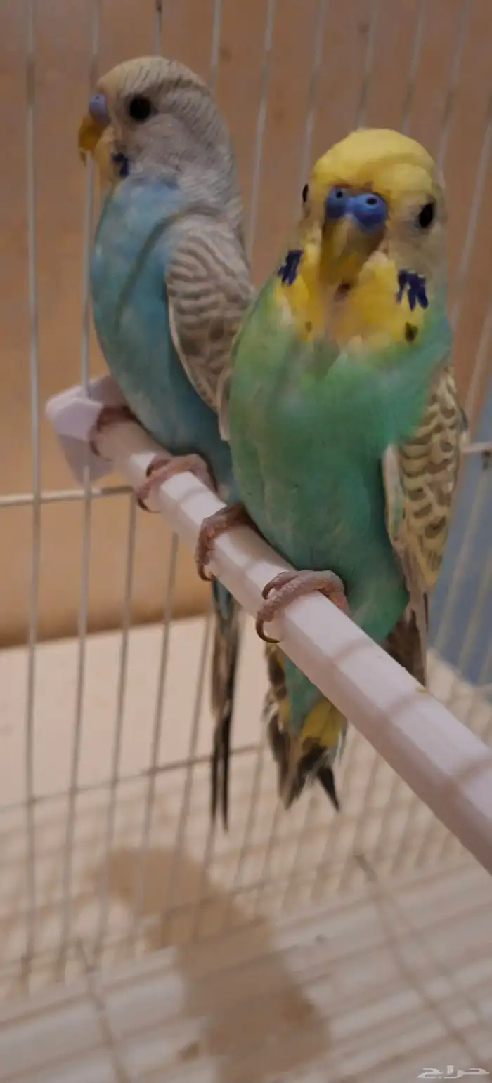 بادجي اليف 2