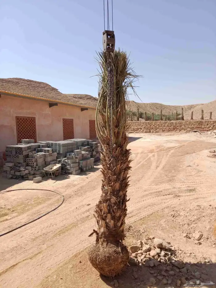 توريد وزراعة جميع انواع النخيل المثمرة كم نوفر لكم الكميات ا 0