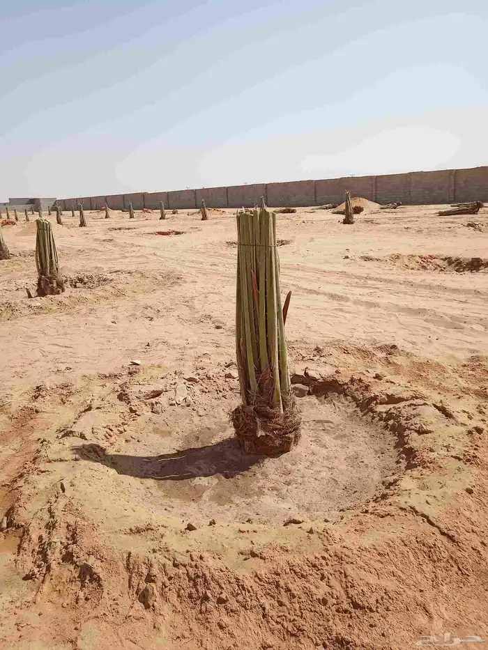 نخل اللبيع 3