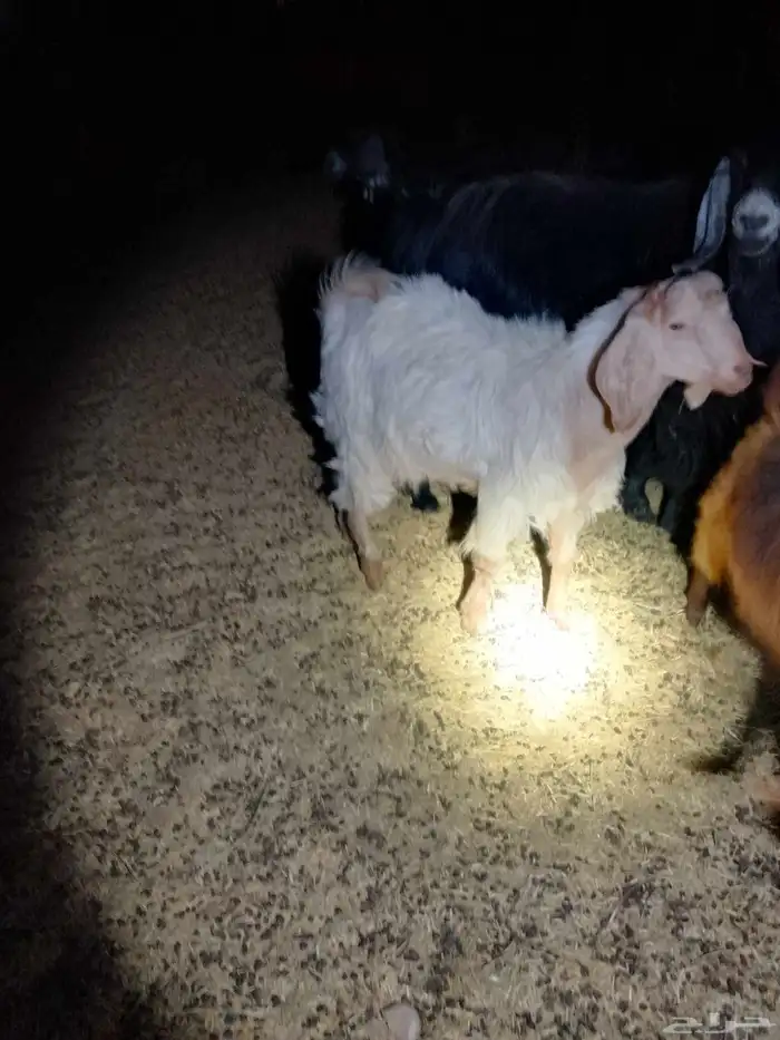 سلام عليكم عندي تيس عمره 8اشهور البيع 0