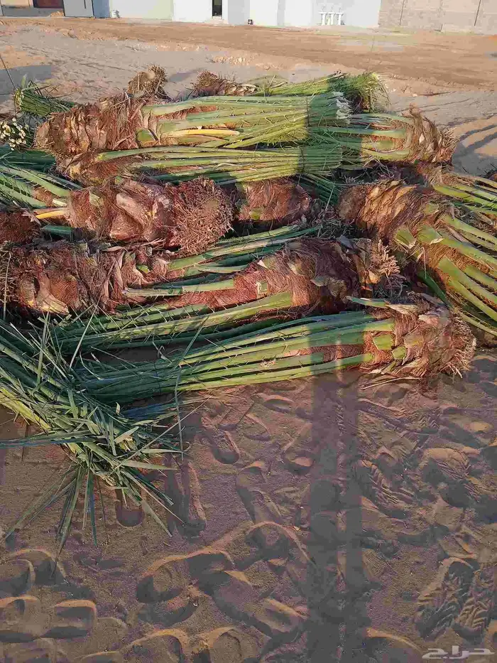 نخل اللبيع 5