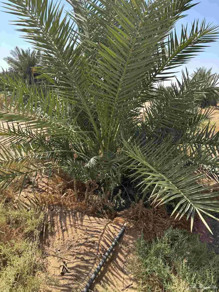 قلع وتوريد نخيل 4