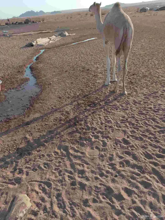 قعود للبيع لحم 1