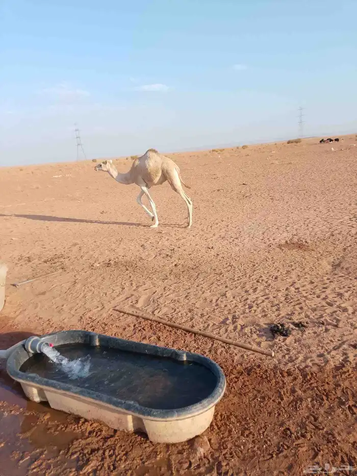 قعود للبيع لحم 0