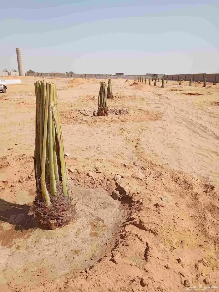 نخل اللبيع 4