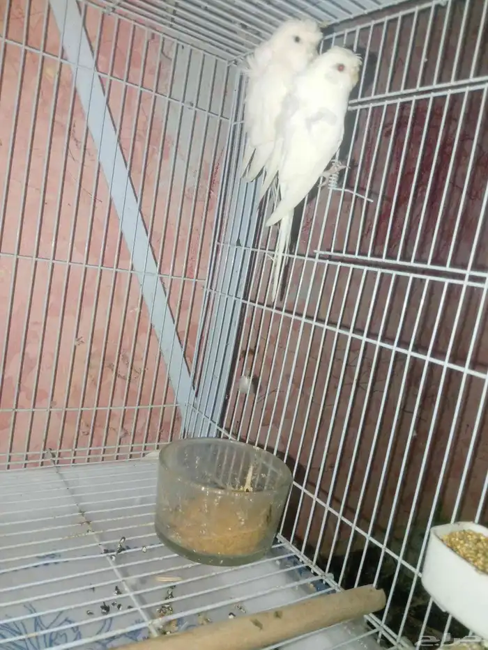 جاز طيور الحب للبيع 2