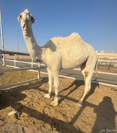 بكره عونيه index