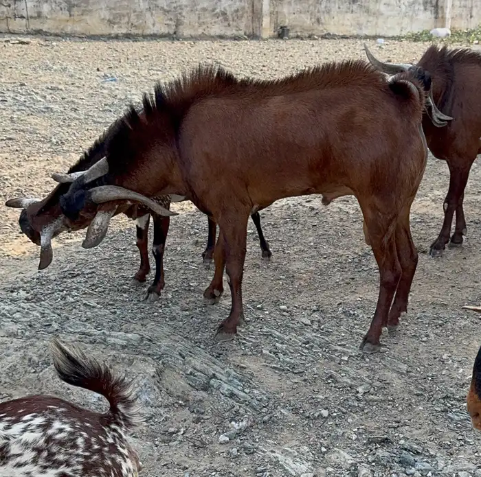 تيس فحل للبيع 1