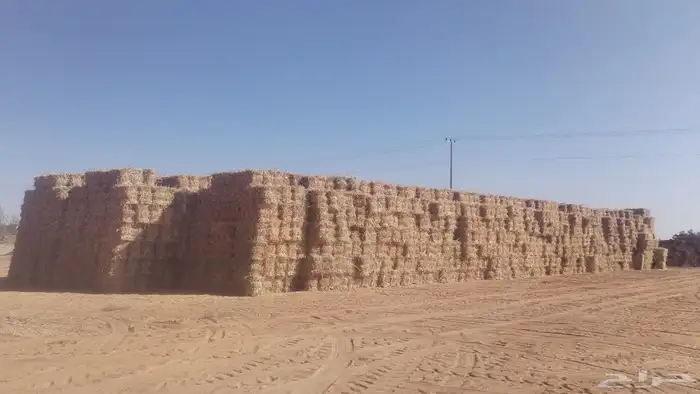 للبيع كوم ذره جيزانيه ناعمه وشد طيب 5200العدد 0