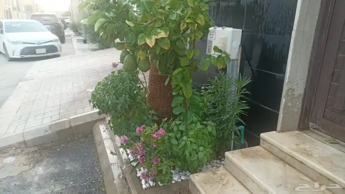 مشتل بيع الزهور والشتلات الزراعيه بجميع انواعها مع الصيانه 2