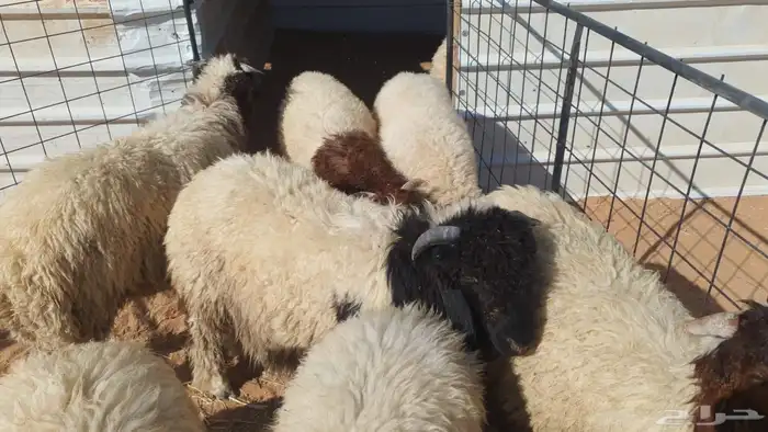 ذبايح لبيع مناسبات ثلاجة على كيف كيفك وأسعار تناول رضا الجم 0