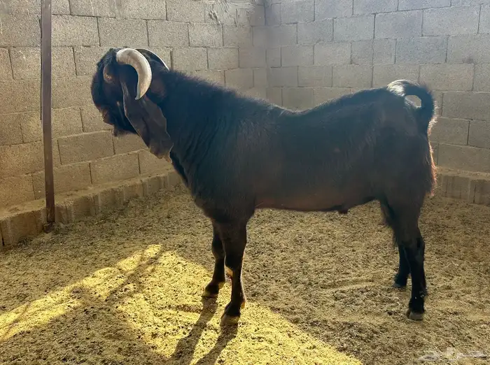 فحل قبرصي صنف للبيع 4