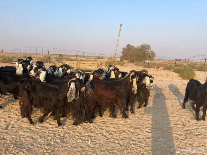 للبيع معزا عوارض مقنوي 5