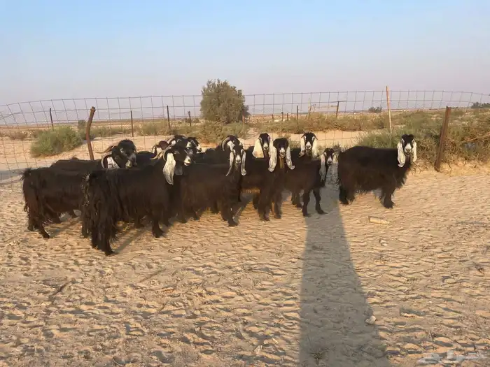 للبيع معزا عوارض مقنوي 4