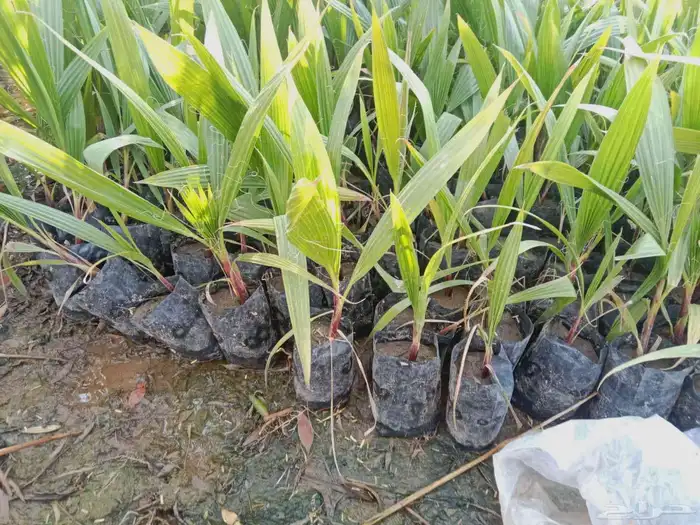 يوجد لدينا جميع انواع الواشنطن ابيض اسود غرص اسود مروحه 5