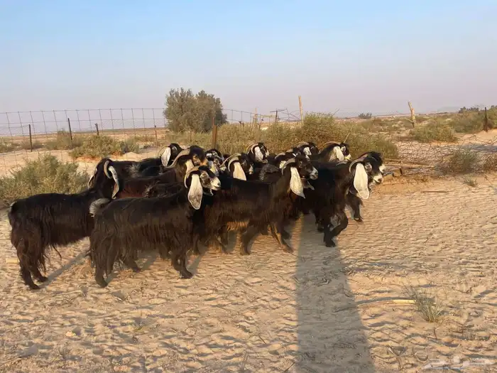 للبيع معزا عوارض مقنوي 0