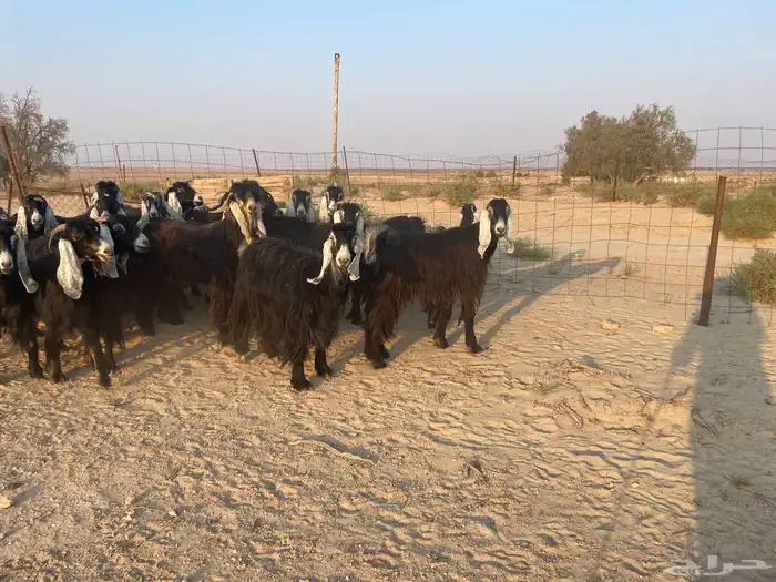 للبيع معزا عوارض مقنوي 1