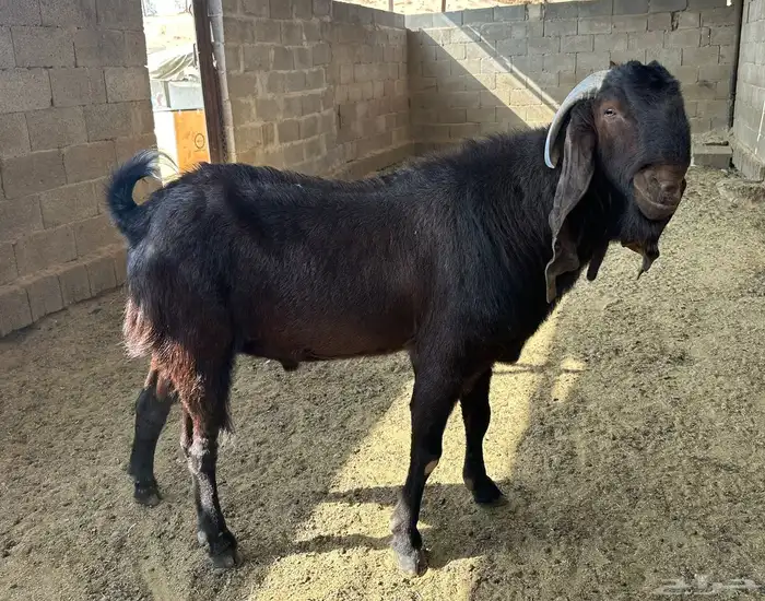 فحل قبرصي صنف للبيع 2